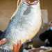 Qui tra cozze, polpi, cicale, merluzzi e spigole gigantesche, si percepisce ancora il popolare spirito del mercato